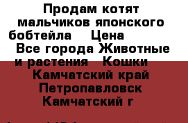 Продам котят мальчиков японского бобтейла. › Цена ­ 30 000 - Все города Животные и растения » Кошки   . Камчатский край,Петропавловск-Камчатский г.